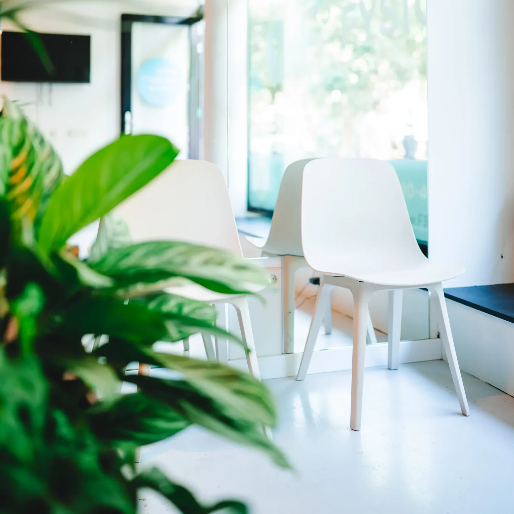 Moderne en lichte wachtruimte met grote plant bij F3 fysio
